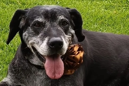 La perrita más viejita del refugio esperó tres años por una familia y por fin la encontró
