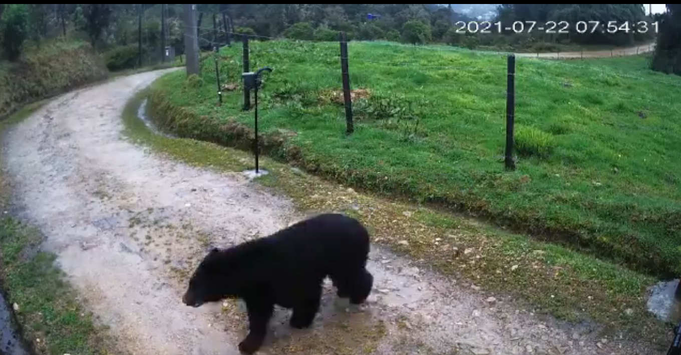 En video: un oso de anteojos se pasea por zona rural de Bogotá