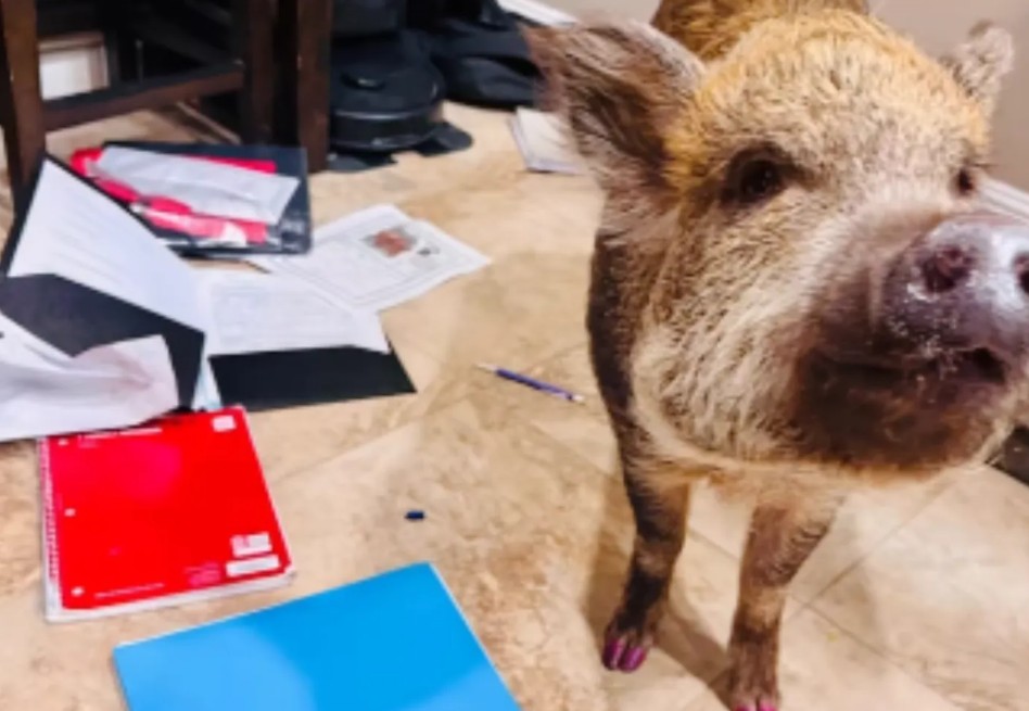 La familia decidió compartir el video porque, según Tinsley, la vida con mini cerdos suele ser caótica.
