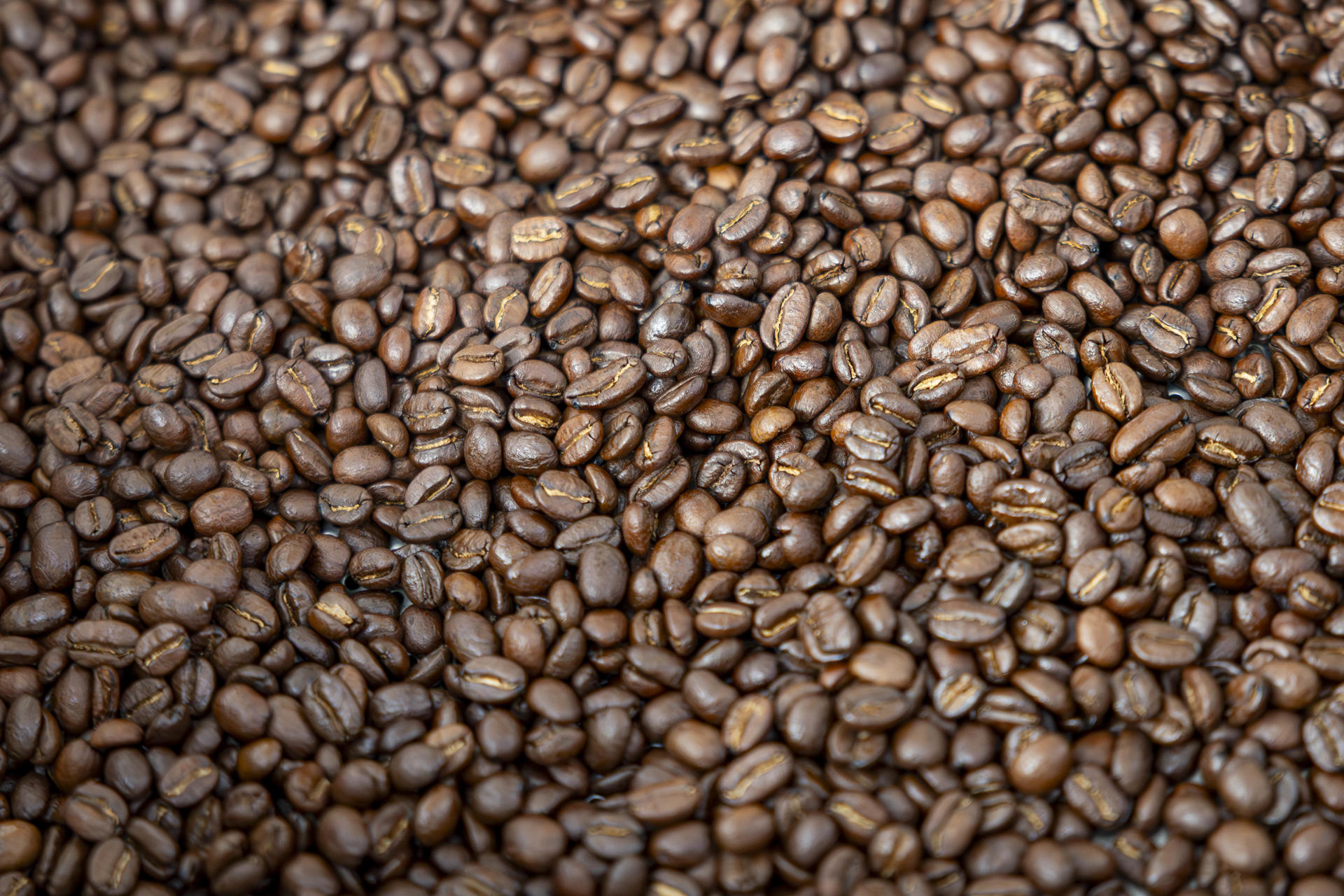 Café, cacao y palma enfrentan el reto de cero deforestación para llegar a mercados de la UE