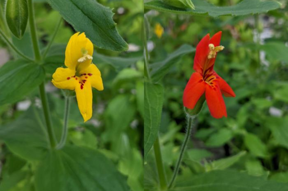 Unas abejas preferían las flores amarillas y no las rojas. Ahora sabemos por qué