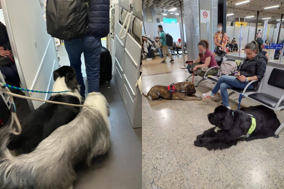 Cambian las reglas para viajar con perros de apoyo emocional. El debate toma vuelo