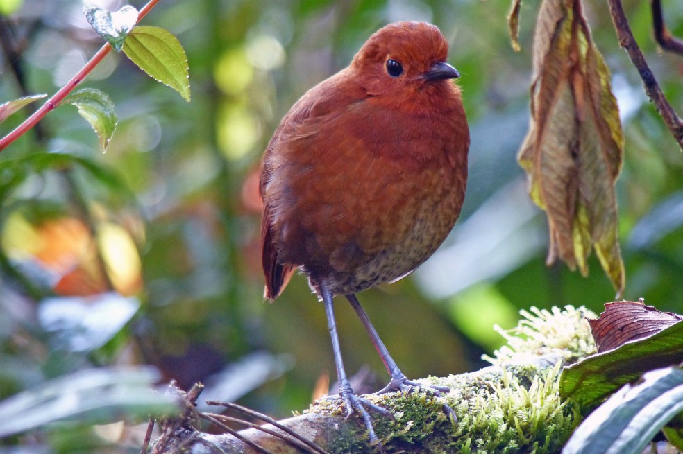 Registran una nueva especie de ave en Colombia