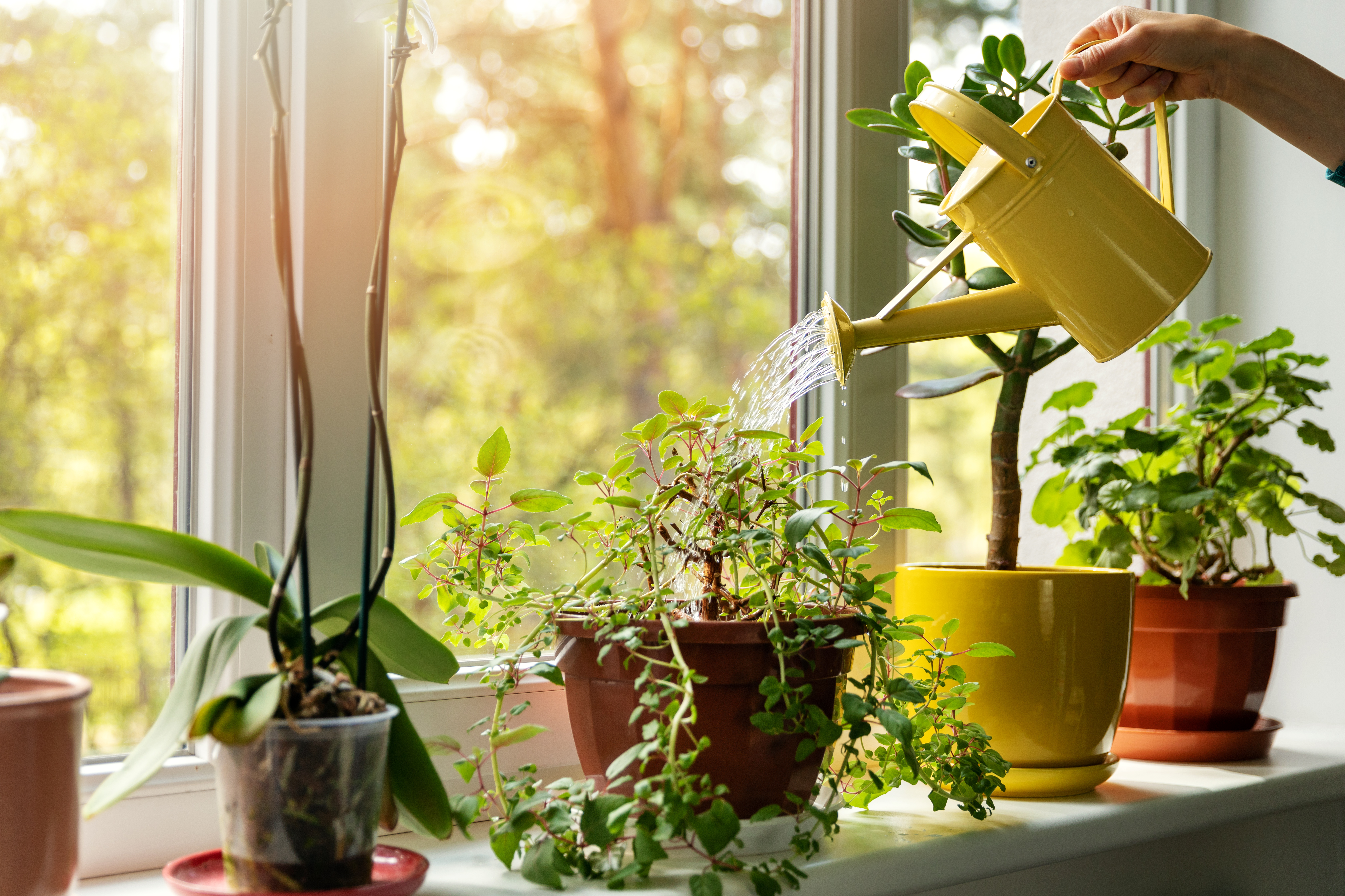 Mitos de la jardinería: ¿puede usar cubos de hielo para regar plantas?