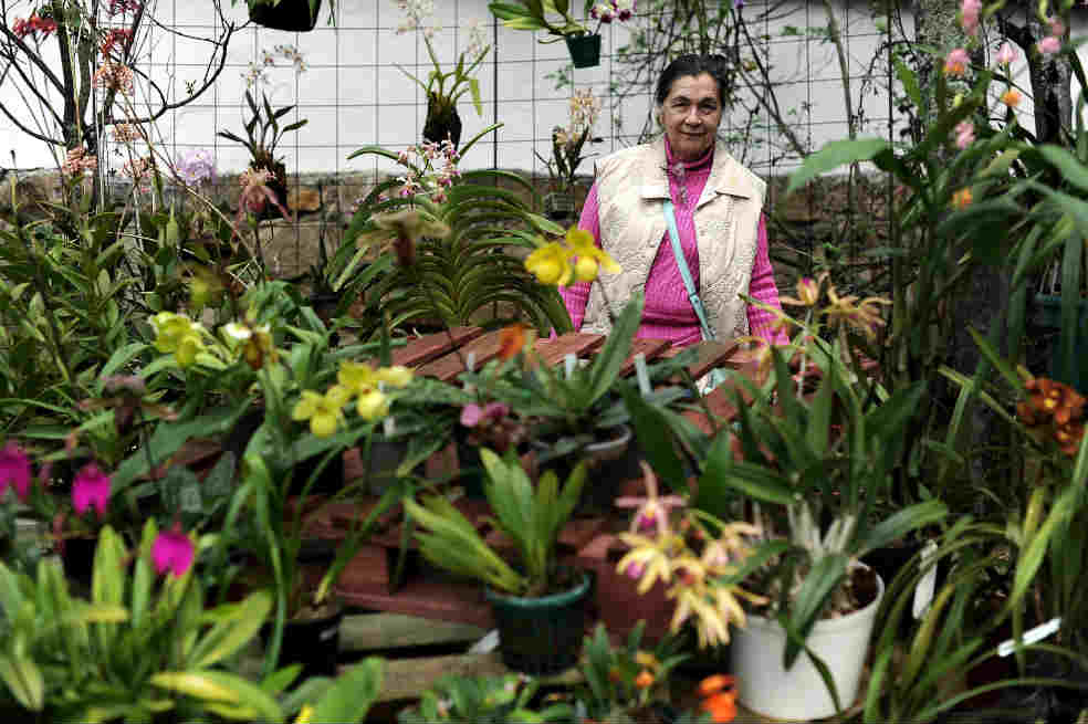 Orquidelirio