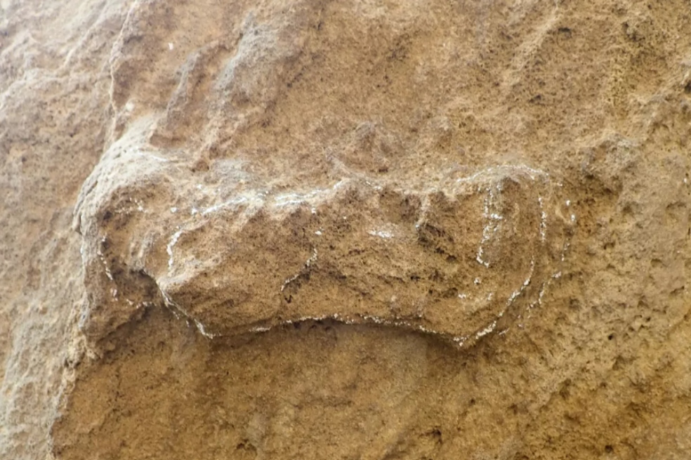 Descubren las que serían las huellas más antiguas de los seres humanos