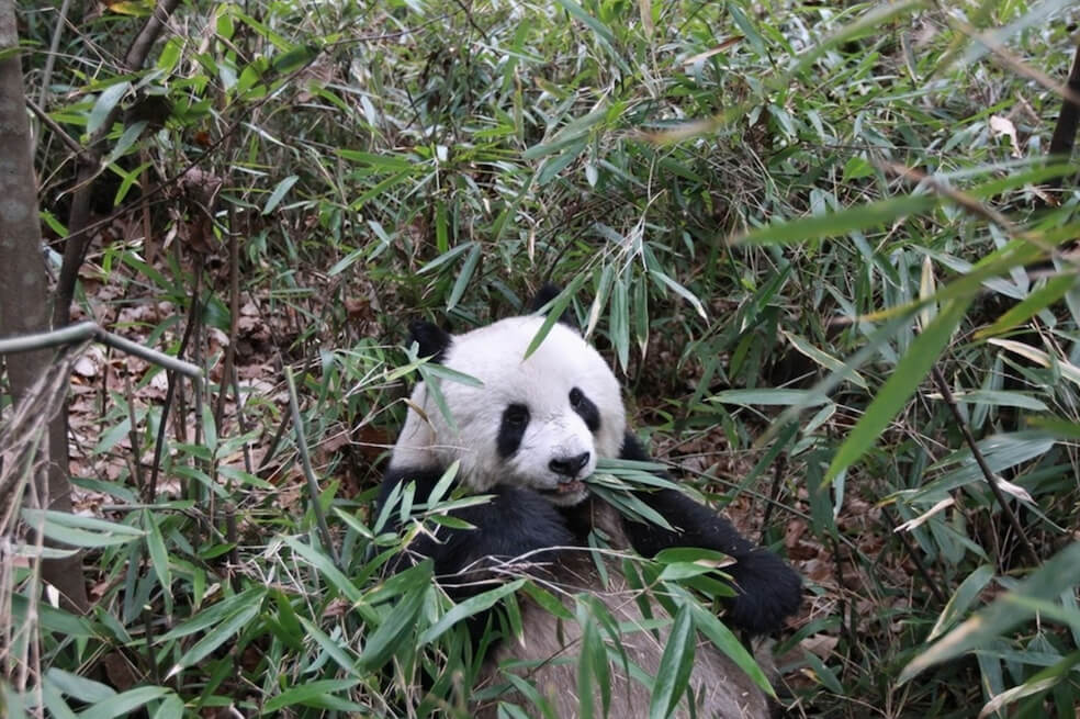 La dieta de bambú del panda gigante se parece a la carnívora