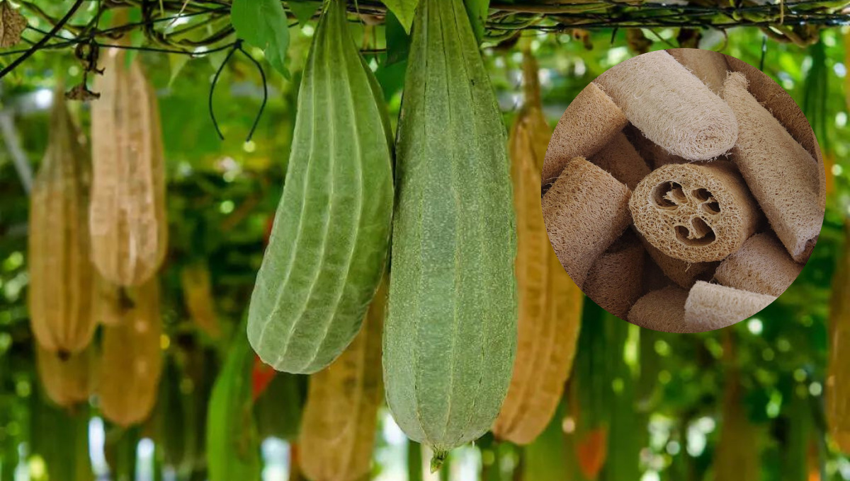La planta de estropajo, conocida científicamente como Luffa aegyptiaca, es una trepadora que produce frutos alargados y fibrosos, los cuales, al secarse, se convierten en esponjas naturales. Se caracteriza por sus hojas grandes y su crecimiento en climas cálidos, donde florece con flores amarillas y verdes.