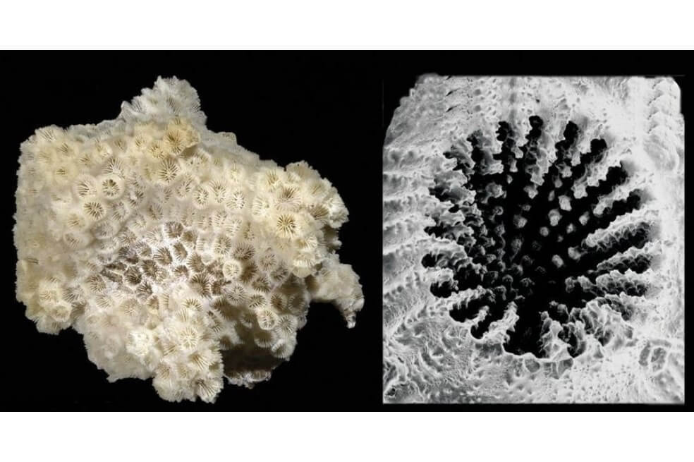 Un coral prefiere comer microplásticos a alimentos naturales