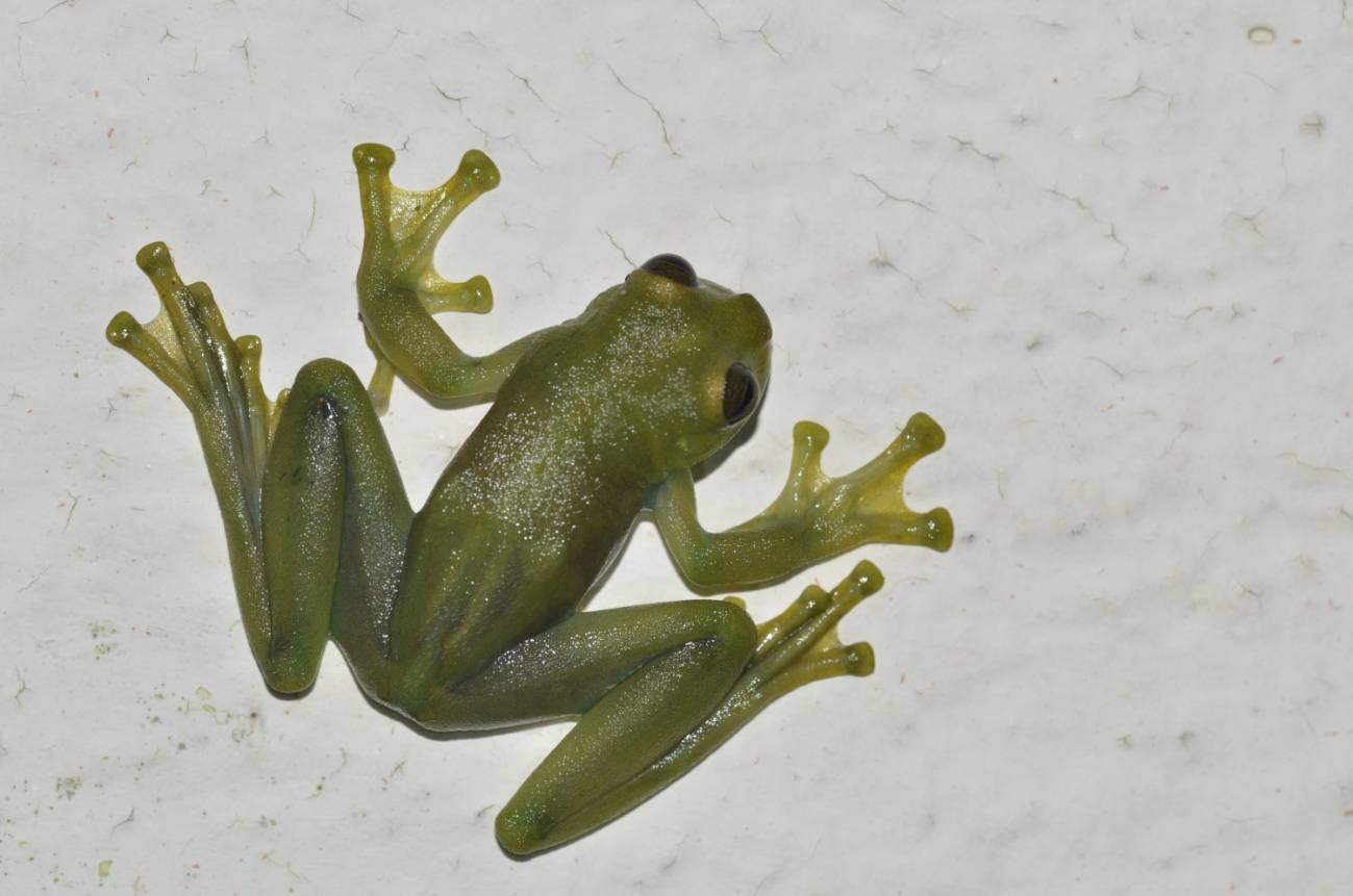 Rana de cristal de la especie Sachatamia orejuela.