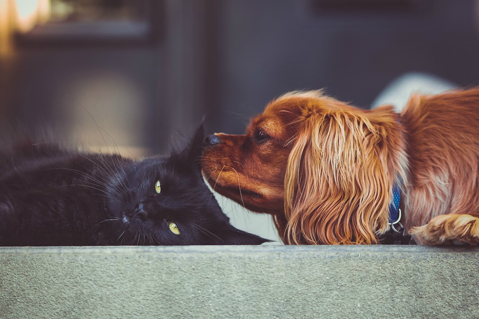 Este domingo habrá jornada de vacunación de mascotas contra la rabia en Bogotá