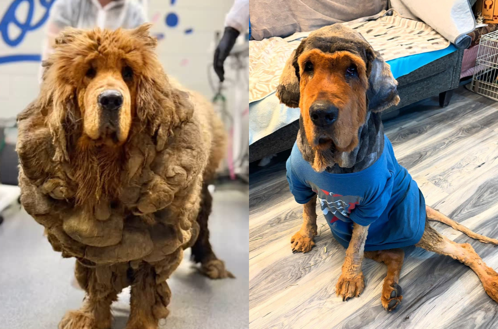 Así fue el impresionante cambio de una perrita que cargaba más de 14 kilos de pelo