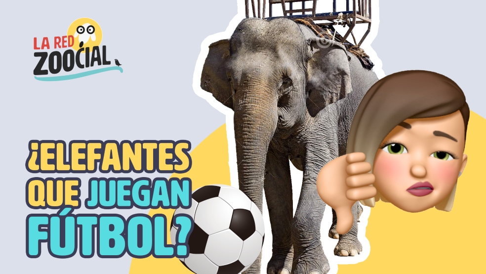 ¿Qué nos pasa con los elefantes, por qué tanto maltrato?