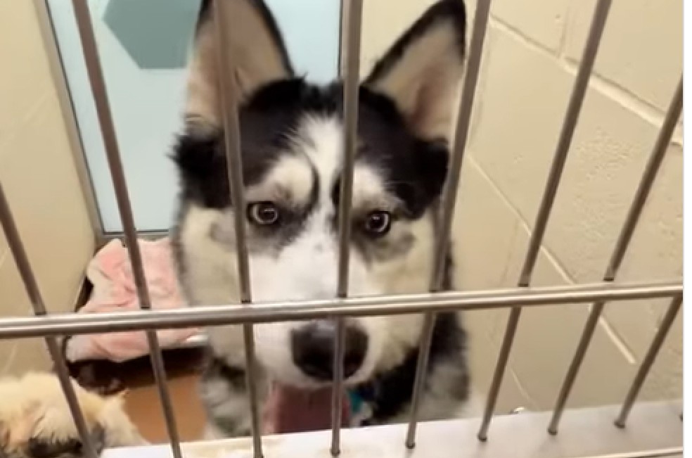 Perro continúa sonriendo tras más de 500 días esperando ser adoptado (video)