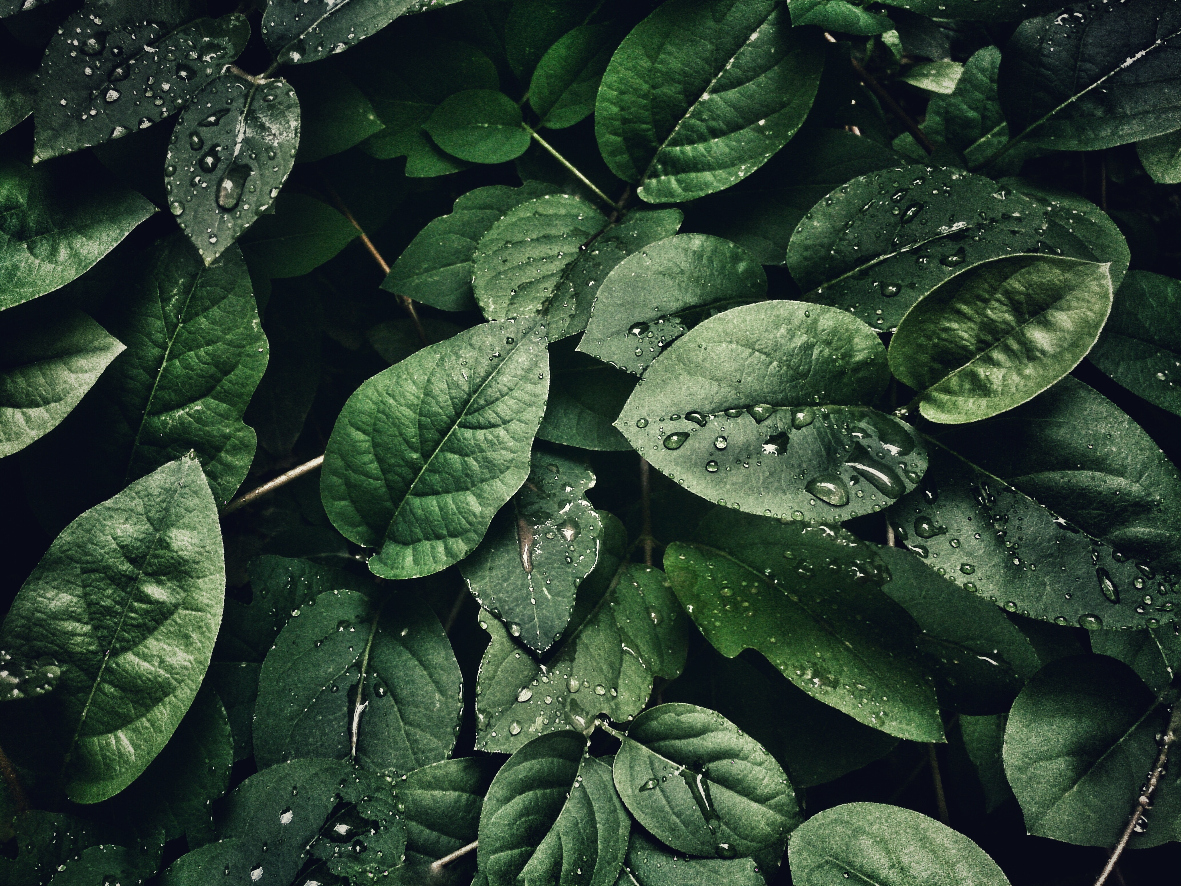 ¿Para qué sirve el vinagre en las plantas?
