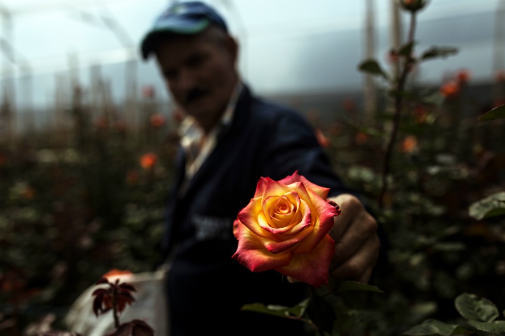 Este San Valentín Colombia exportará más de 35.000 toneladas de flores
