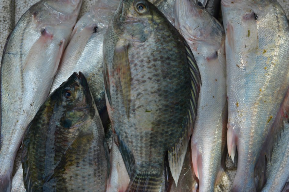 En Colombia hay 106 especies de peces migratorios