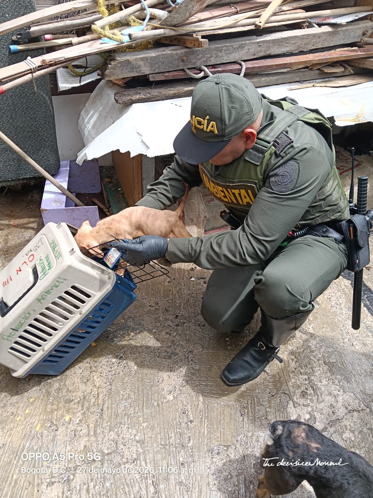 Protección Animal desmanteló criadero ilegal y rescató a 12 perros en mal estado