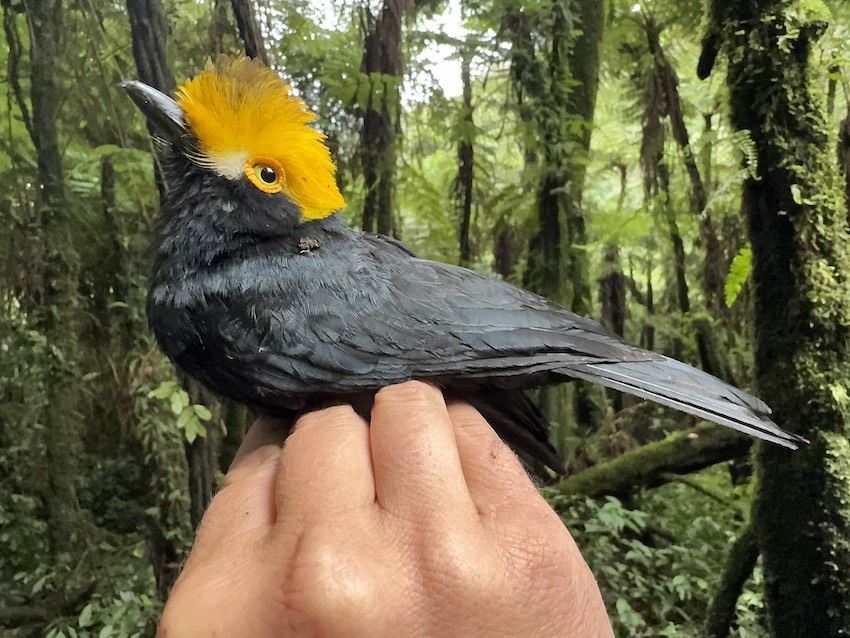Después de dos décadas, vuelven a ver al prionopo crestigualdo, el ‘pájaro perdido’