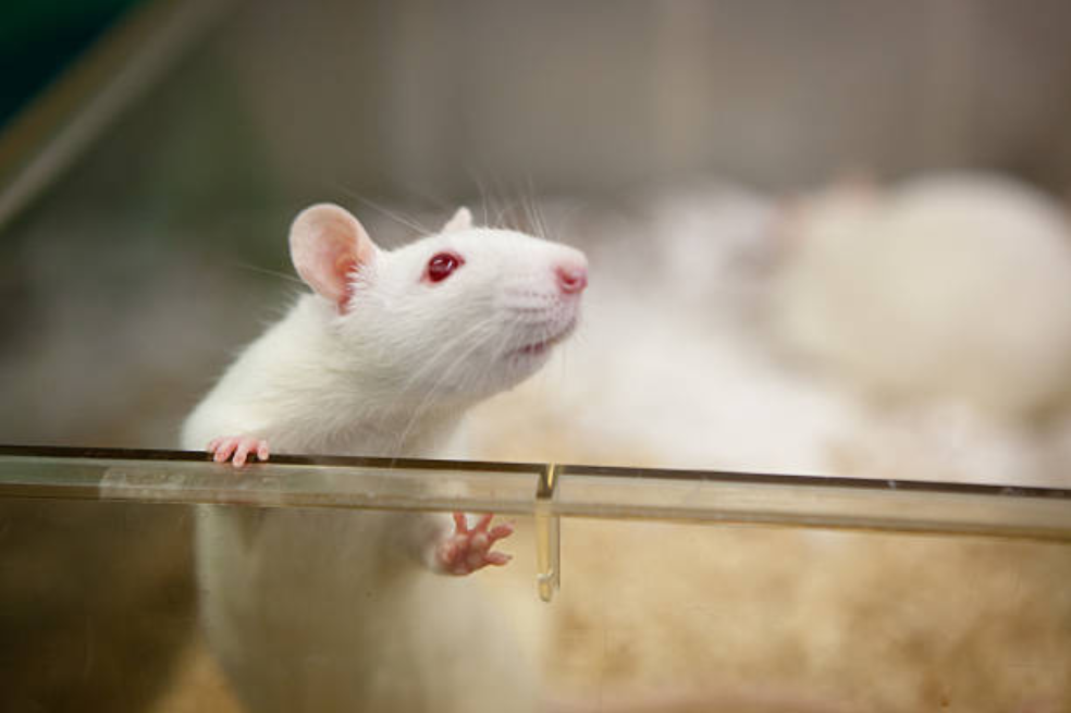 Le hicieron cosquillas a ratas para identificar qué nos hace jugar