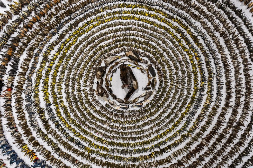 Ganador categoría principal: Patricia Homonylo fue la ganadora con una impactante imagen que muestra más de 4000 aves que murieron al chocar contra ventanas en Toronto, Canadá.