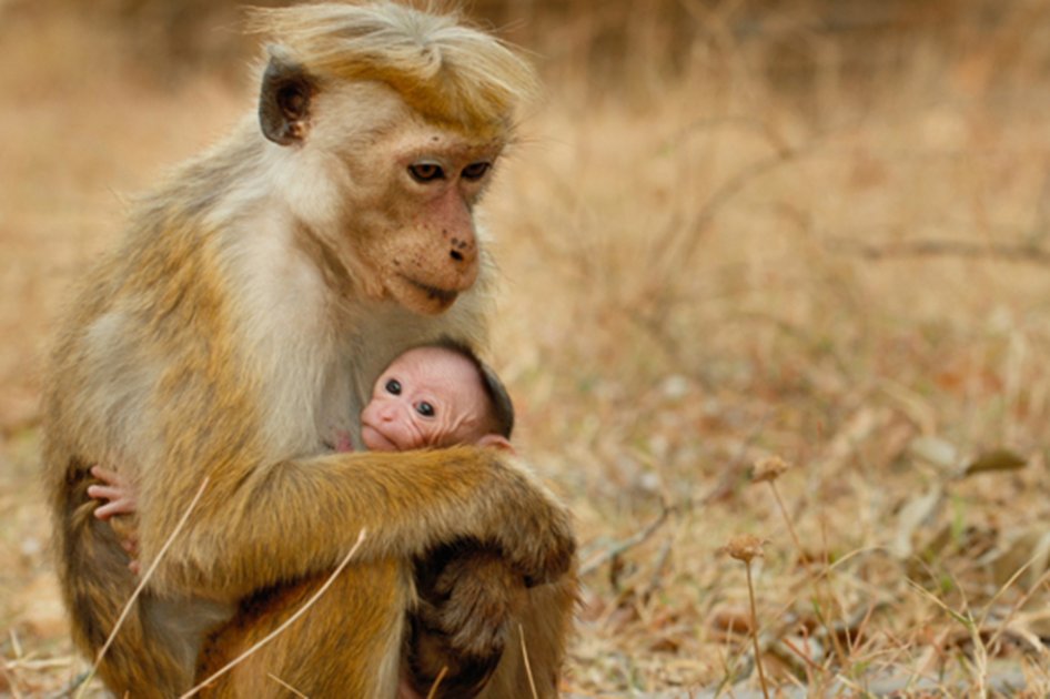 ¿Por qué a Hollywood le interesa que los animales parezcan personas?