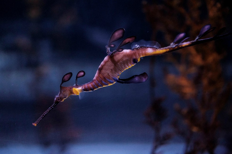 Por primera vez nacen en Europa dragones de mar