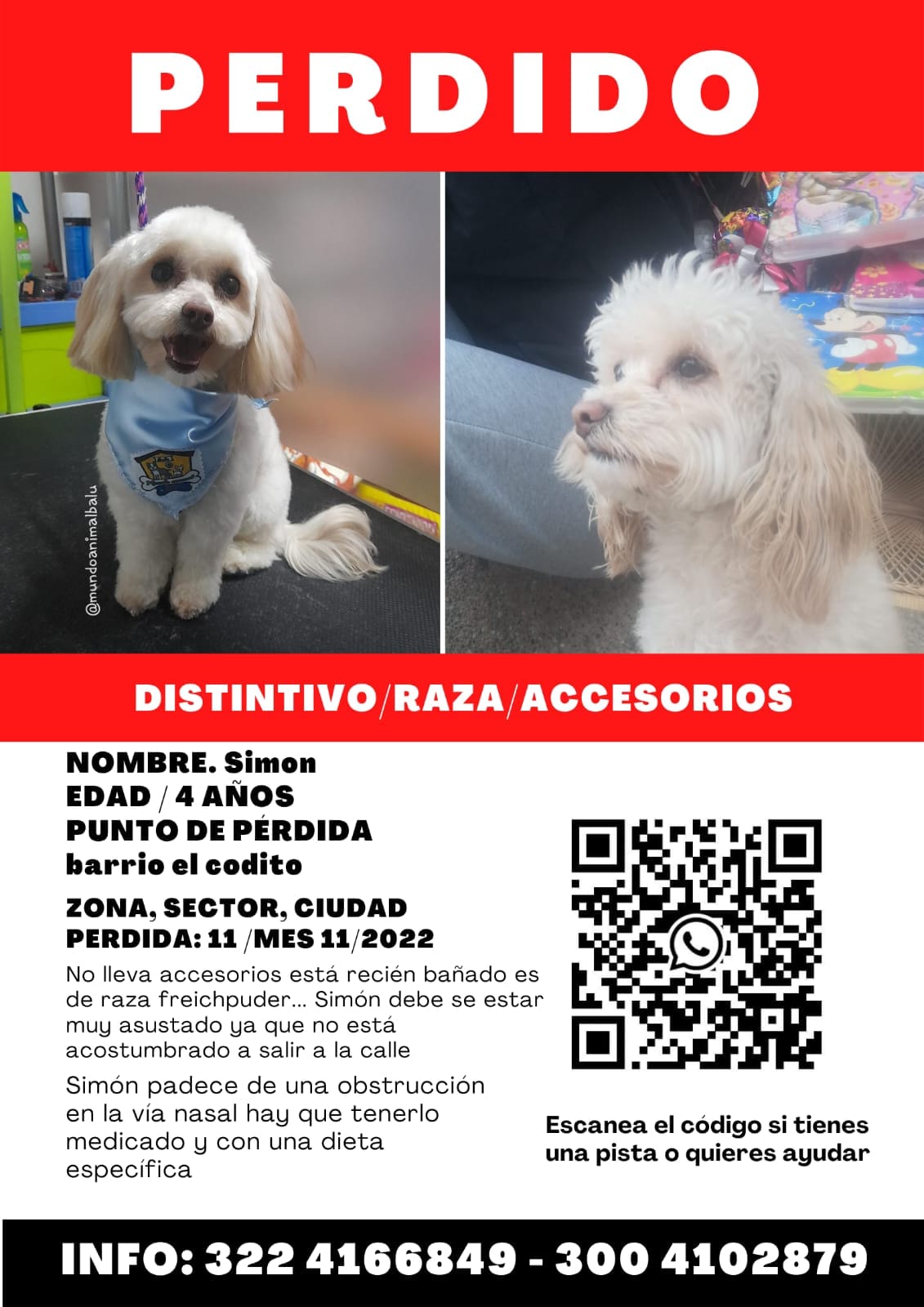 Simón es un french poodle que se perdió en El Codito.