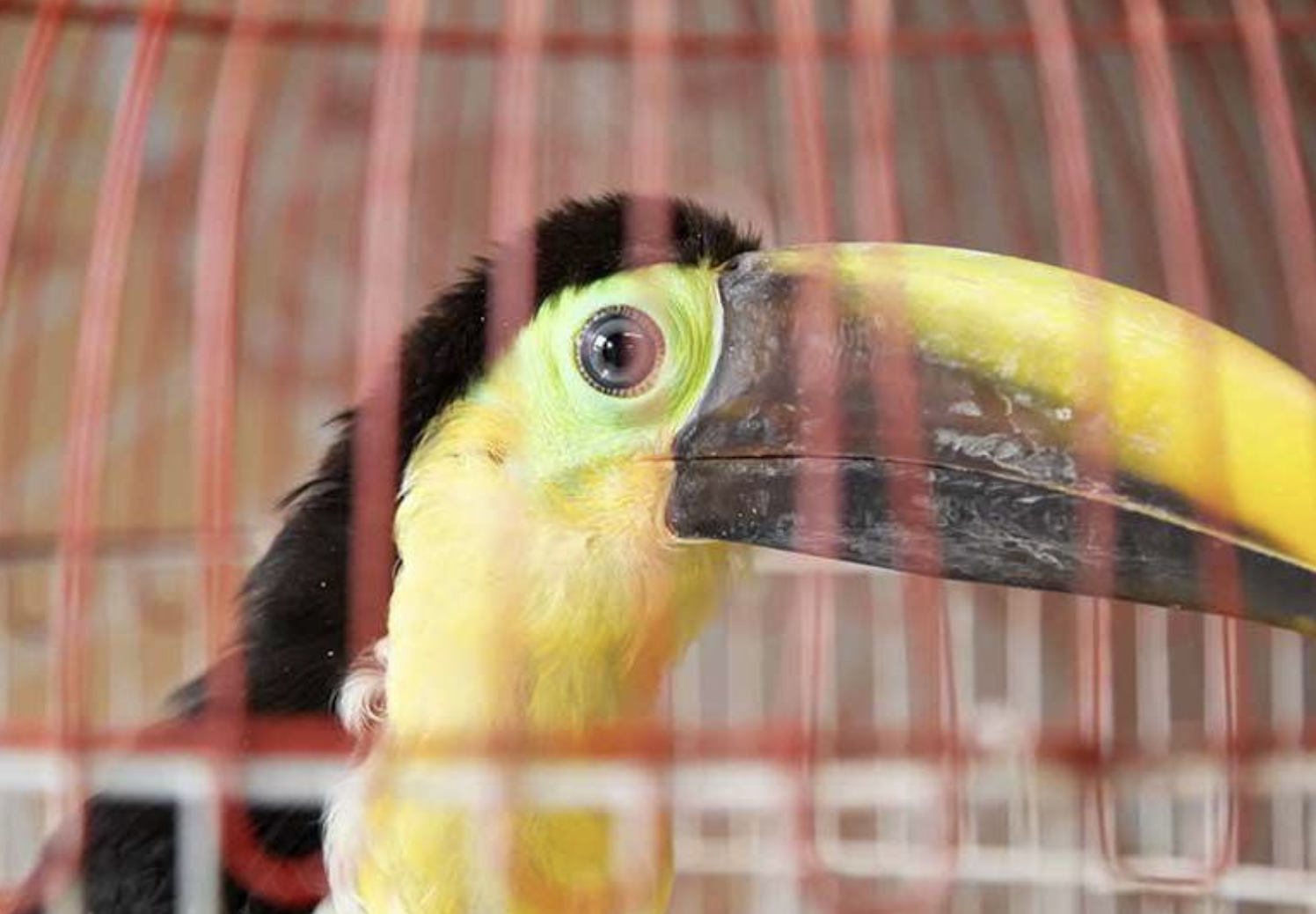 Tucán es rescatado de captores que le cortaron las plumas, tardará un año en volar