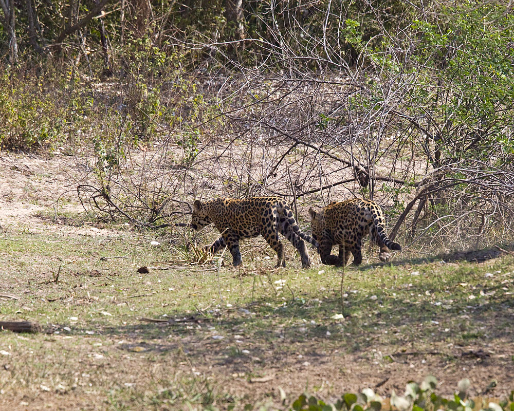 Jaguar.