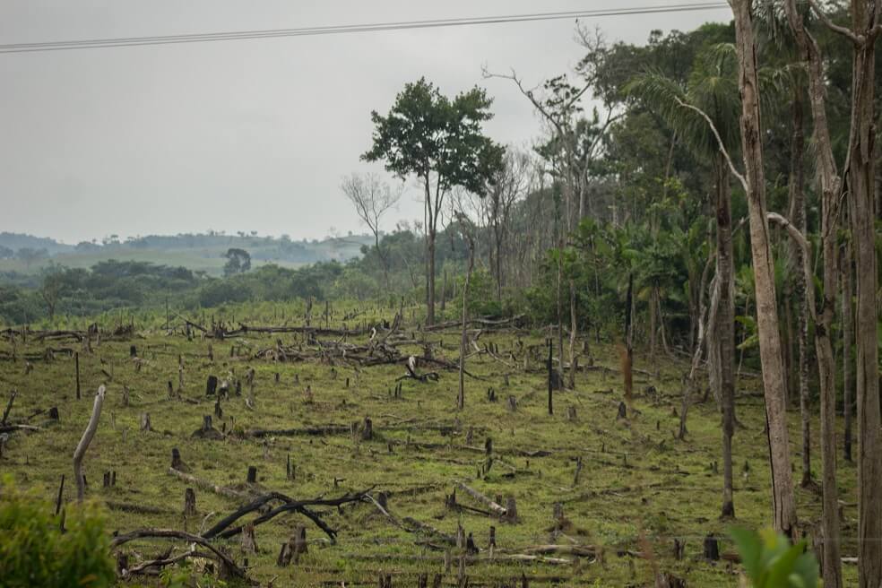 Parque Tinigua: asesinatos y panfletos en medio de ganadería y deforestación