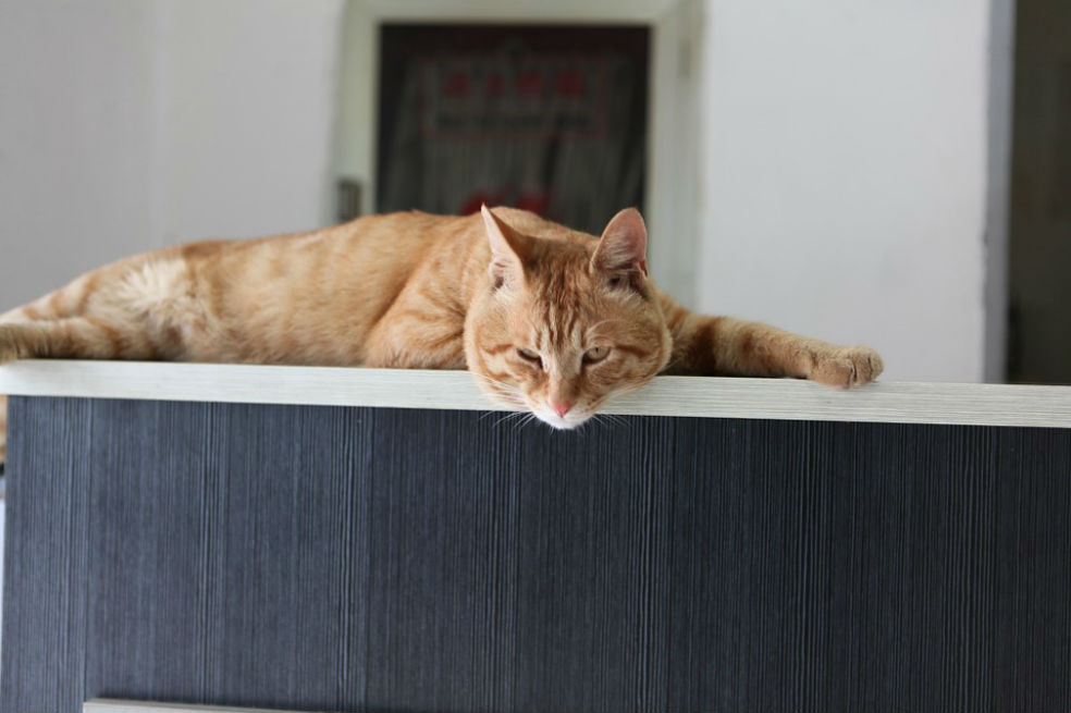 Empresa de Tokio cuenta con gatos para combatir estrés de empleados