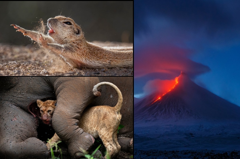 Estas son las imágenes ganadoras del Fotógrafo de naturaleza de 2021