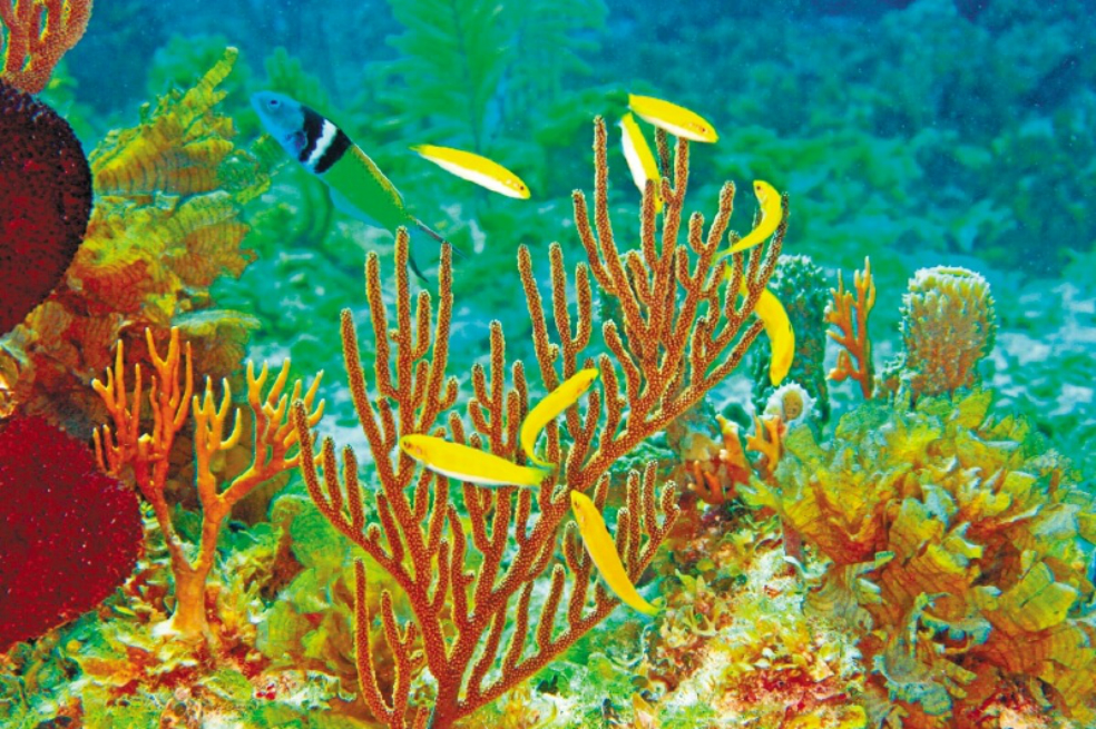 Un colombiano tras las pistas del cambio de sexo en peces