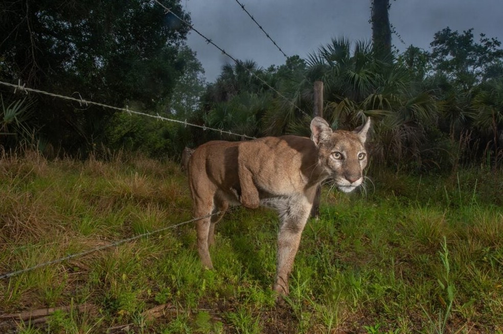 Una pantera de Florida se arrastra a través de una valla entre el Santuario Corkscrew Swamp de Audubon y un rancho ganadero cercano.