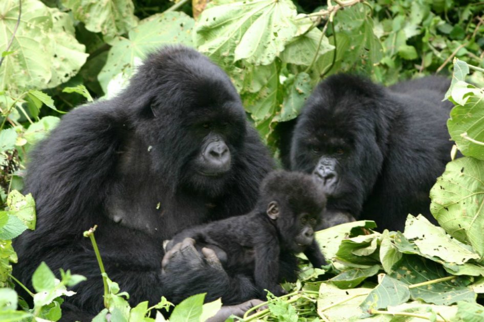 Según el trabajo investigativo las amenzas del hombre sobre los ecosistemas resultarán en una extinción global de cerca del 75 % de las especies en los próximos 25-50 años. / Wikimedia
