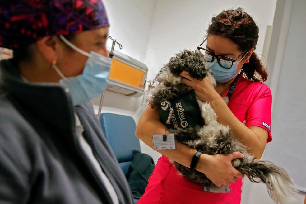 El riesgo de que los animales de compañía transmitan covid-19 a las personas es "bajo".