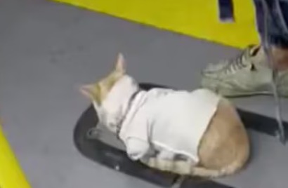 Vuelve y juega: denuncian el uso de animales para pedir dinero en TransMilenio