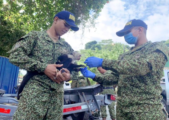 Rescatan oso perezoso, mono maicero y 28 tortugas que iban a ser comercializadas