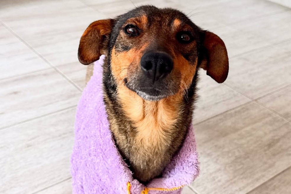Han adoptado a todos sus cachorros, pero a ella no: la historia de Mila