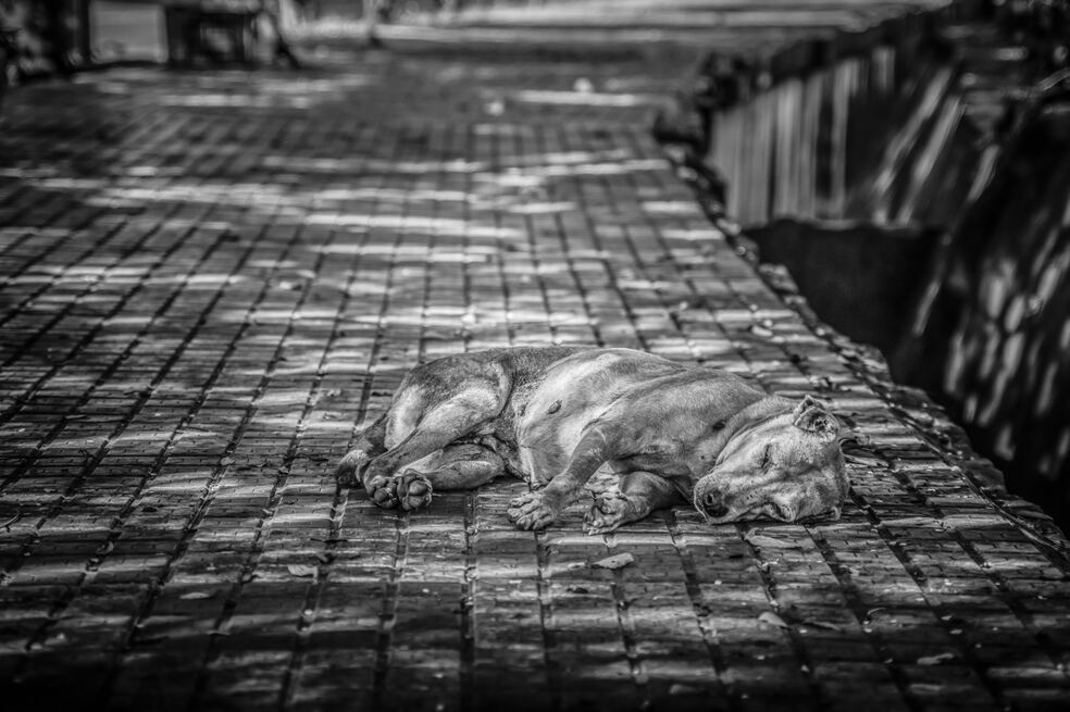 ¿Por qué el 27 de julio se conmemora el Día Internacional del Perro Callejero?