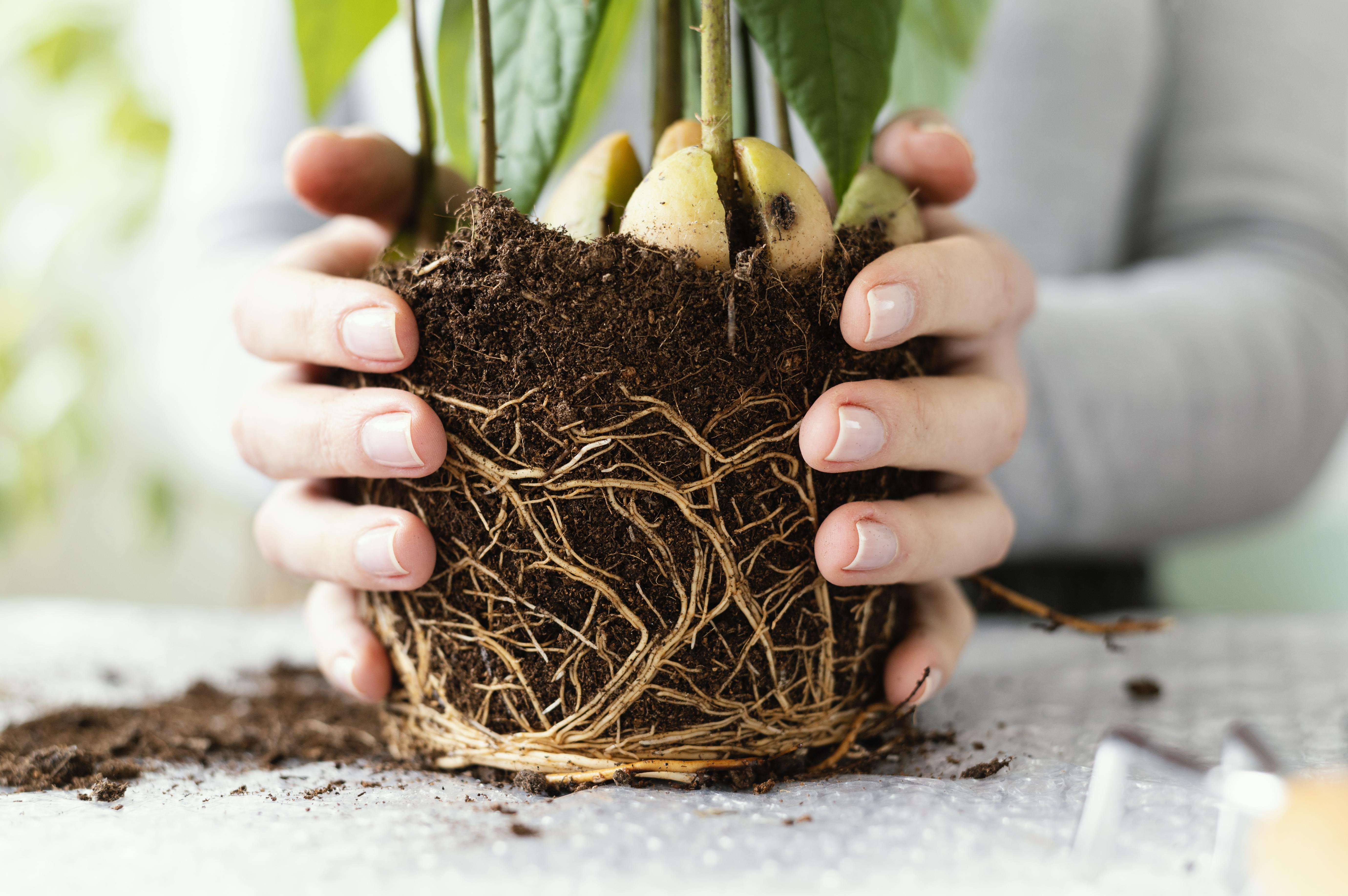 ¿Por qué las raíces de mis plantas de casa se pudren y qué hacer?