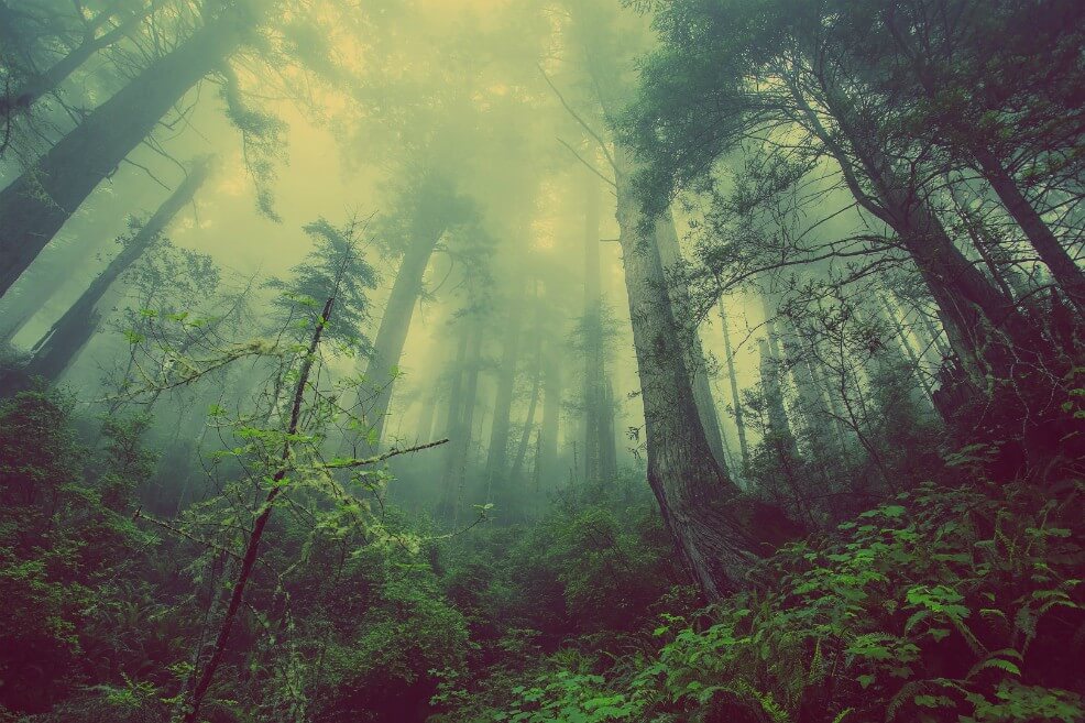 La gran alternativa global: sembrar 1.000 millones de hectáreas de bosque