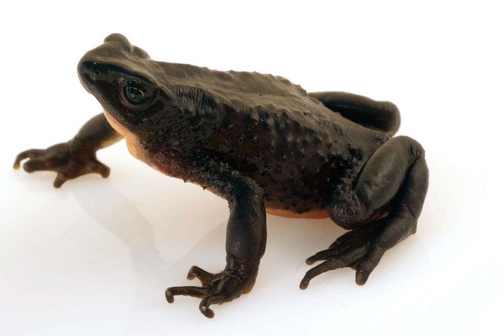 En Ecuador, «reviven» una especie de rana que se creía extinta