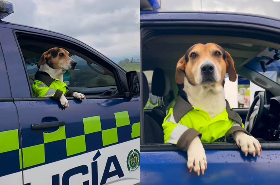 Adolfo, el perrito rescatado que ahora luce su uniforme y patrulla con la Policía