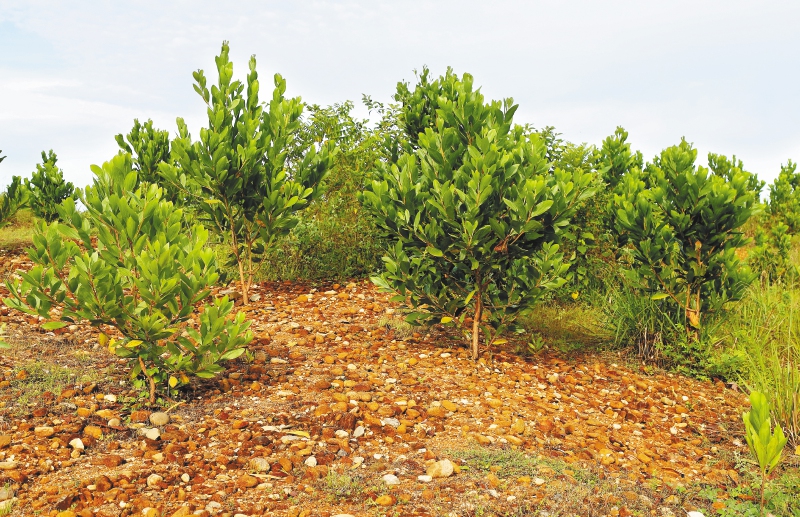 Puerto Claver, ubicado en el municipio de El Bagre, Antioquia, es una de las zonas más degradadas por minería extensiva. 