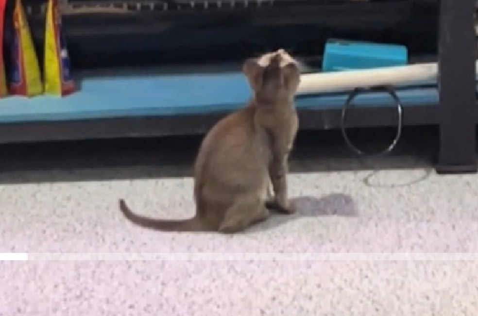 Dueña graba a su gata rescatada, sin saber que serían sus últimos momentos juntas