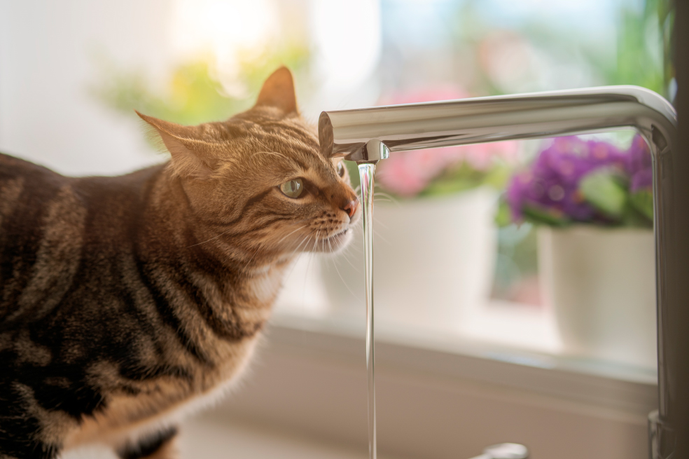 Descubre aquí por qué los gatos tienen ciertos comportamientos extraños.