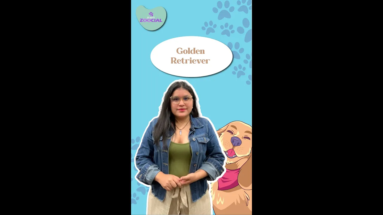 El golden retriever, una de las razas más inteligentes de perros