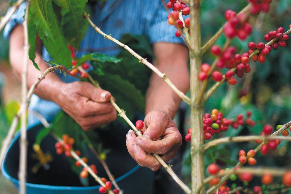 El problema que enfrenta el fondo del café tras los buenos precios del grano